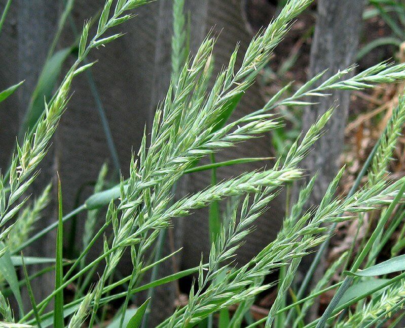 prostatit tedavisi için buğday çimi